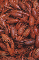 Boiled Crawfish are a Popular Food in New Orleans in the Spring